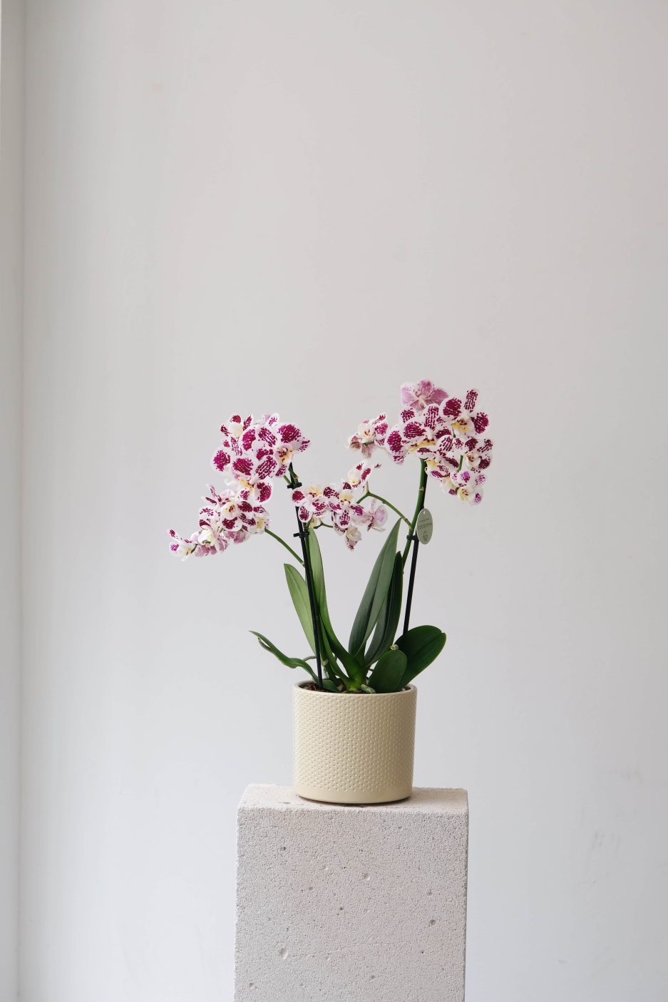 Fancy Freckles Phalaenopsis Orkide Orchid