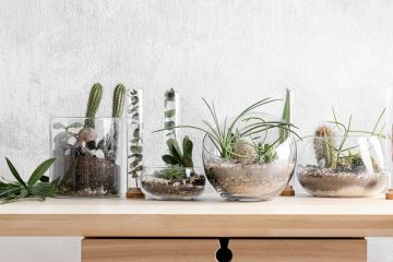 Kaktüs, sukulent, Cactaceae, cactus, succulent, kış, winter