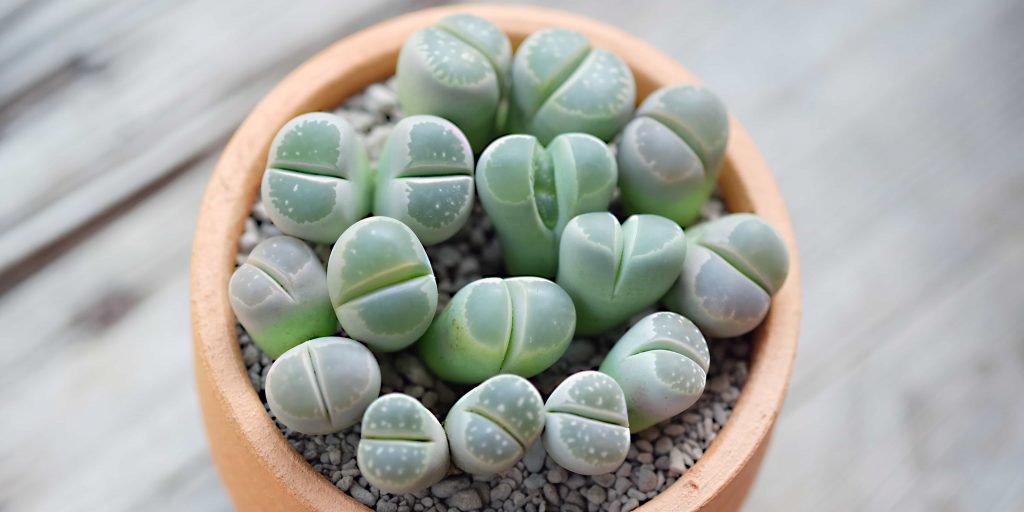 Lithops bitkisi, Aizoaceae, succulent plants, pebble plants, living stones, Mezembryanthemaceae, yaşayan taş