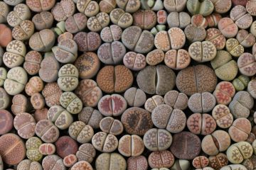 Lithops bitkisi, Aizoaceae, succulent plants, pebble plants, living stones, Mezembryanthemaceae, yaşayan taş