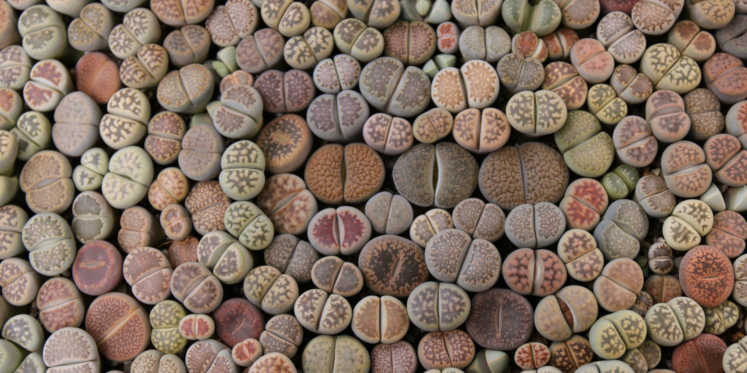 Lithops bitkisi, Aizoaceae, succulent plants, pebble plants, living stones, Mezembryanthemaceae, yaşayan taş